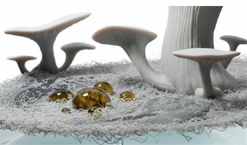 MÀNG LỌC CÓ NGUỒN GỐC TỪ NẤM CÓ THỂ GIÚP DỌN SẠCH VẾT DẦU LOANG